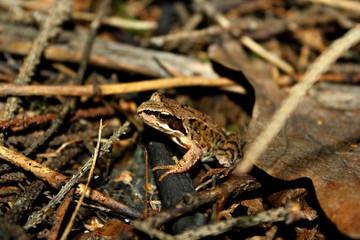  frog
