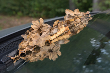 Autoscheibe mit Blätter im Herbst 