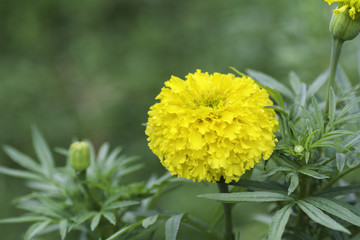 Marigold on blurred background