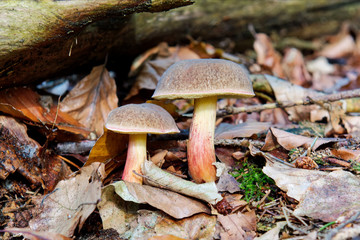 Wild mushrooms growing in a forest