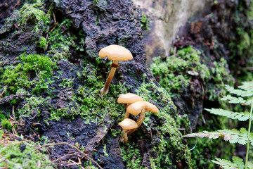 Wild mushrooms growing in a forest