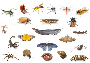 Set of animals on white background