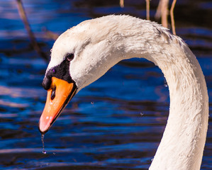 Cigno 