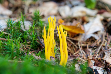 Wild mushrooms growing in a forest