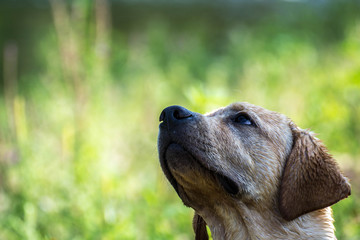 Retrato del Labrador Retriever