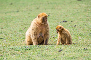 Madre e hijo de macaco