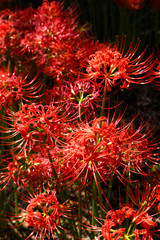 彼岸花、曼珠沙華、日本の秋の花