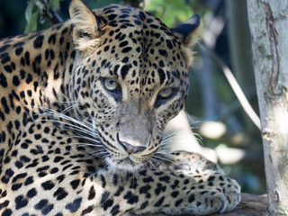 portrait of Sri Lanka Leopard, Panthera pardus kotiya
