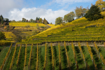Weinberge in der Pfalz im Herbst
