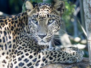Fototapeta na wymiar portrait of Sri Lanka Leopard, Panthera pardus kotiya