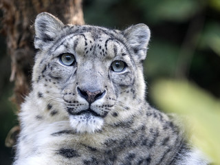 Fototapeta premium portarit Snow leopard, Uncia ucia
