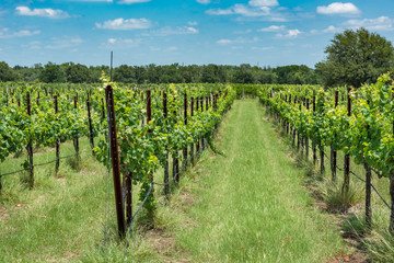 Fototapeta na wymiar View down the long row of a vineyard