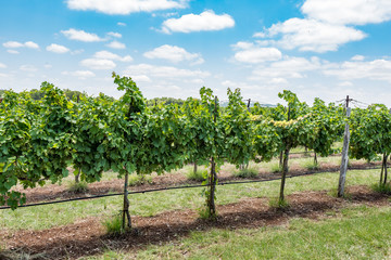 Side view of grape vines in vineyard