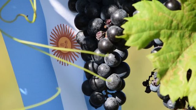 Vinos argentinos Vini argentini Argentine wines video Argentyńskie wina Argentinische Weine Argentina Аргентинские wine вина vino 