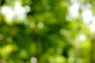 Obraz premium streszczenie zielony bokeh Natura tło