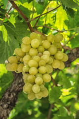 Vineyards at sunset in autumn harvest. Ripe grapes in fall.