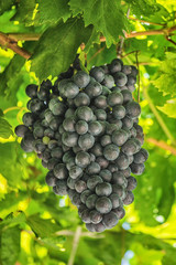 Vineyards at sunset in autumn harvest. Ripe grapes in fall.