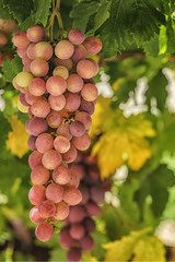 Fototapeta premium Vineyards at sunset in autumn harvest. Ripe grapes in fall.