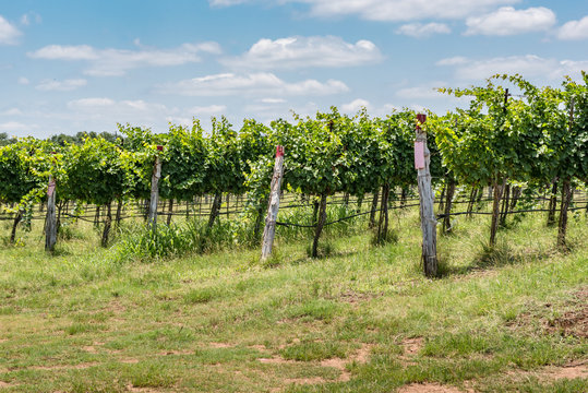 Texas Hill Country Vineyard With Blue Sky