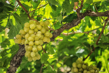 Fototapeta na wymiar Vineyards at sunset in autumn harvest. Ripe grapes in fall.
