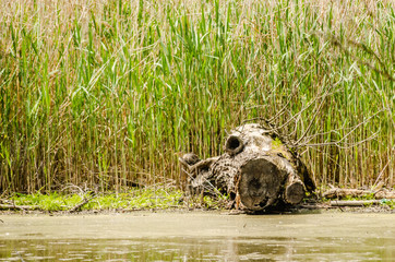 Carrots trees along the water 