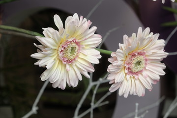 deux pâquerettes
