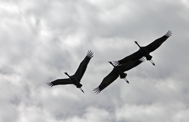a flock of beautiful storks in the sky