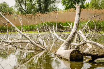 Carrots trees along the water 