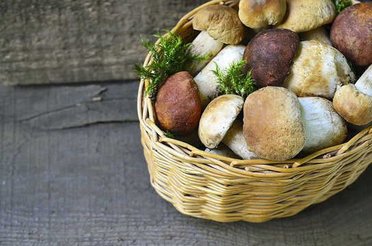 Boletus edulis mushrooms in a basket on old wooden background.Autumn Cep Mushrooms.Porcini mushrooms.White mushrooms.Selective focus.