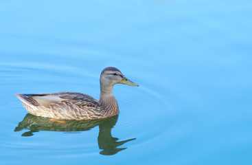 duck on blue water wildlife bird on lake wave reflections
