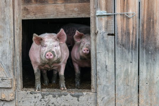 Schwein vor einem alten Schweinestall