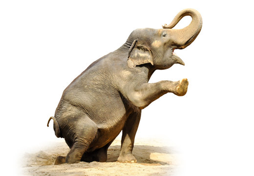 Fototapeta Elephant isolated on white background