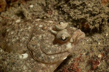 Underwater picture of a camouflaged rock fish in Pacific Ocean. Taken in Whytecliff Park, West Vancouver, BC, Canada.