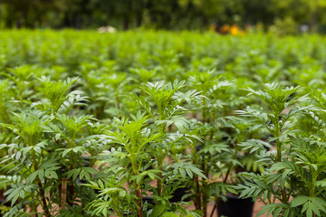 Marigold flower and growing plant in the gardening. Growth of yellow flowers and concept of gardening