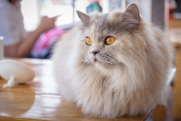 Obraz premium Maine coon cat sitting on wood table