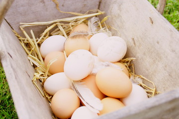 oeufs de poule et plumes,aliment frais bio dans panier