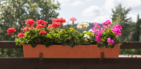 Fototapeta na wymiar Flowers on a balcony - Selective focus