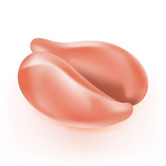 Chicken breast (meat), raw fillet isolated on white. Vector illustration