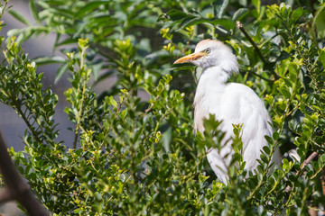 Bubulcus ibis, cattle egret