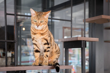 Bengal cat sitting on wooden stair in cat cafe