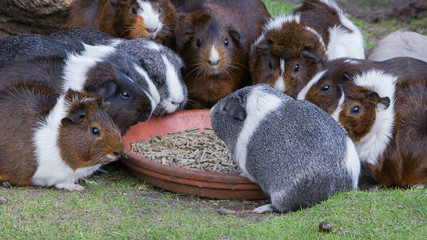 Portrait of guinea pigs eating