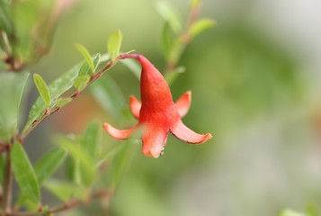 Pomegranate flower