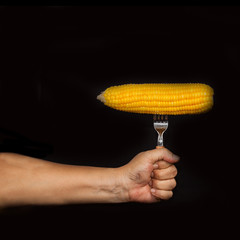 hand hold yellow fresh corn with fork on black background