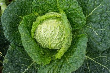 cabbage in vegetable plot.