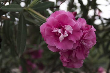 Closeup view of pink flowers
