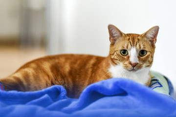Young black cat lying at home, sweet and beautiful.