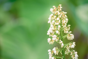 Closeup of White herbal flower buds of Xiphidium caeruleum Aubl plant with defocus background in the garden, Thailand