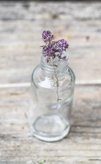 Dry Thyme medical herb flower in glass bottle on wooden rural background