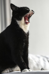 Young black cat sitting at home and yawning, sweet and beautiful.