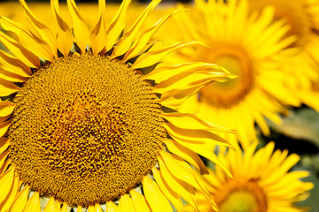 Naklejka premium varios girasoles amarillos y grandes